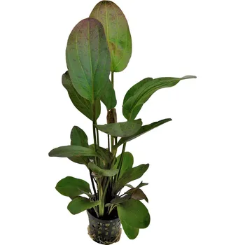 Akvarijní rostlina Aquafleur echinodorus ozelot červená rostlina v 5 cm květináči