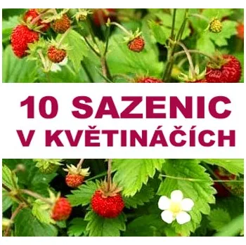 Sazenice Jahodník LESNÍ POKRYVNÝ 10 SAZENIC V KVĚTINÁČI