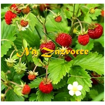 Sazenice Jahodník LESNÍ POKRYVNÝ /1 sazenice v květináči/