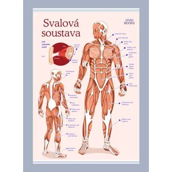 Plakát Vividbooks s.r.o. Svalová soustava 1000 × 1400 mm