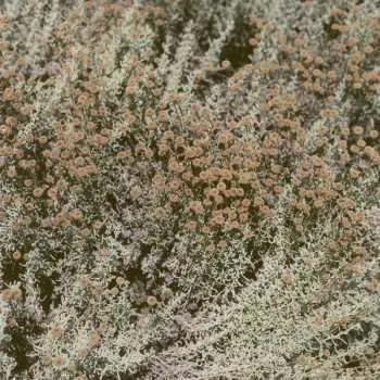 Zahraniční hudba CD Loving: If I Am Only My Thoughts 2020