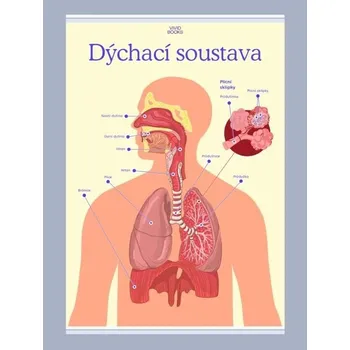 Plakát Dýchací soustava 1000 × 1400 mm - výukový plakát