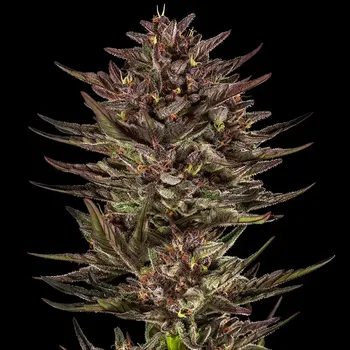 Semeno Barney´s Farm - Frosted Zinn x Cookie Dog Auto 3 ks