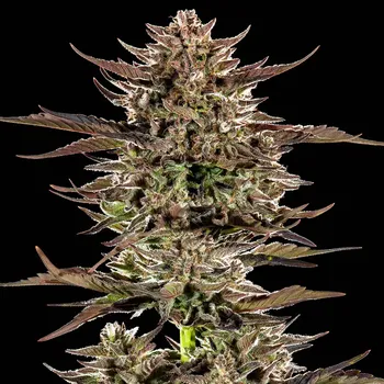 Semeno Barney´s Farm - Frosted Zinn x 3 Bears OG Auto 3 ks