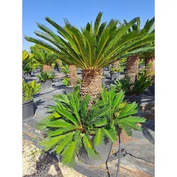 Příroda Cykas Revoluta - Cycas Revoluta - CYK_55