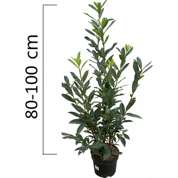 Sazenice Bobkovišeň obecná 'CAUCASICA' 80-100cm, kontejner 5l