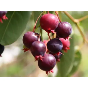 Sazenice Muchovník olšolistý 'Mandam' Balení: kontejner p12