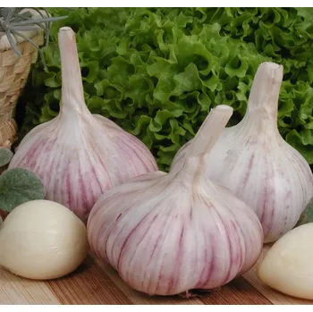 Cibulovina Vilmorin Česnek sadbový Arkus (bílo-fialový, poloraný, ozimý, paličák) 5 - 7 cibulí