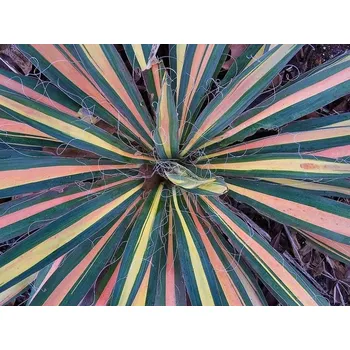 Sazenice Juka vláknitá 'Color Guard' Balení: kontejner p9