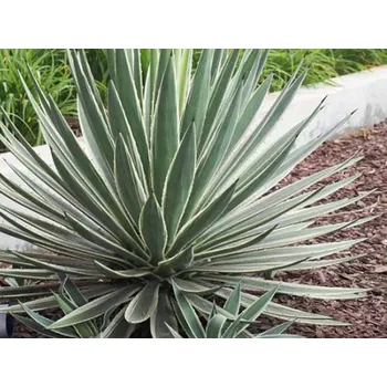 Sazenice Juka sivá 'Variegata' Balení: kontejner p9