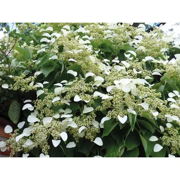 Sazenice Hortenzie řapíkatá kontejner p9