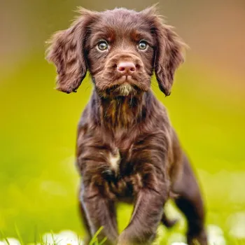 Kalendář Štěňata 2025 - nástěnný kalendář