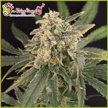 Semeno Dr. Krippling Seeds - Sour Tang Kripple 1 ks