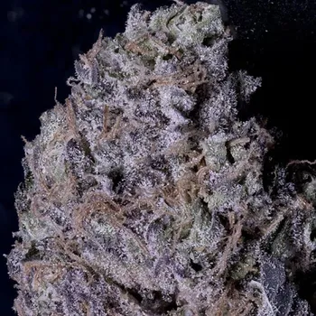 Semeno Don Avalanche Seeds - Don Gelato 5 ks