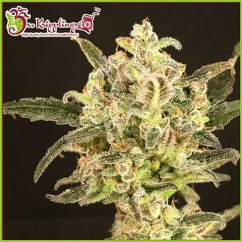 Semeno Dr. Krippling Seeds - Dolly Kush 1 ks