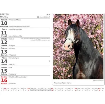 Kalendář Koně 2025 - stolní kalendář