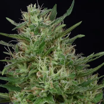 Semeno Don Avalanche Seeds - Don Green Crack 5 ks