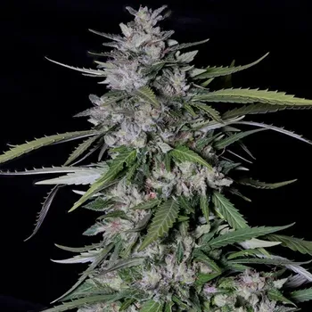 Semeno Don Avalanche Seeds - Don Forbidden Fruit 5 ks