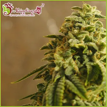 Semeno Dr. Krippling Seeds - Sherbet Gorilla 1 ks