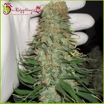 Semeno Dr. Krippling Seeds - Mango Chutney 1 ks