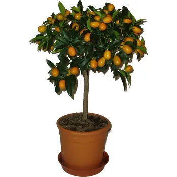 Sazenice Citrus Kumquat střední strom