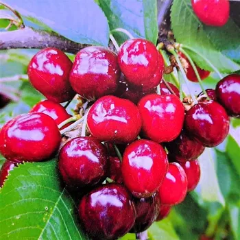 Sazenice Prunus avium Burlat 250+ cm, vysokokmen, podnož ptačka