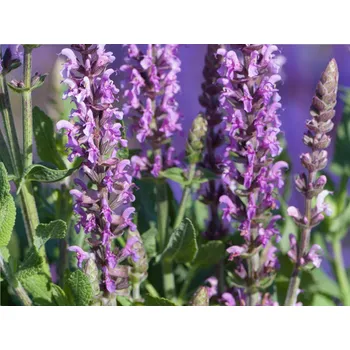 Sazenice Šalvěj hajní 'Sensation® Medium Violet' - Salvia nemorosa 'Sensation® Medium Violet' Balení: kontejner p9