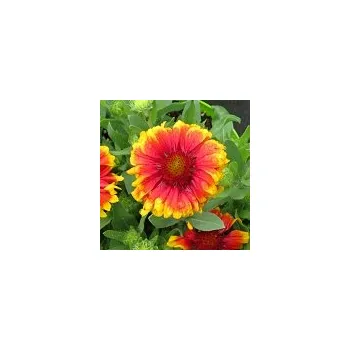 Sazenice Gailardia aristata Arizona Sun