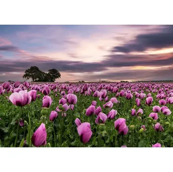 Fototapeta Vliesová fototapeta na zeď Rasch 363456, Magic Walls