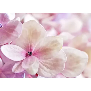 Fototapeta Vliesová fototapeta na zeď Rasch 363326, Magic Walls