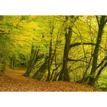 Fototapeta Vliesová fototapeta na zeď Rasch 363753, Magic Walls