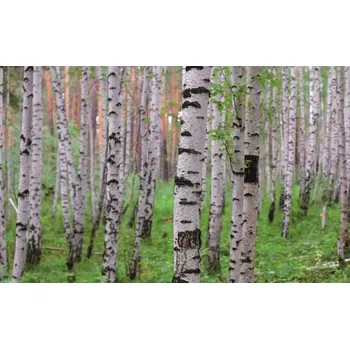 Fototapeta Vliesová fototapeta na zeď Rasch 848359, Magic Walls