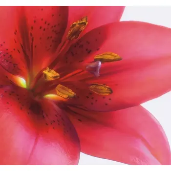 Fototapeta Vliesová fototapeta na zeď Rasch 890051, Magic Walls