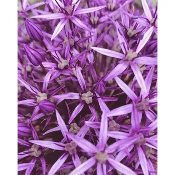 Fototapeta Vliesová fototapeta na zeď Rasch 364125, Magic Walls