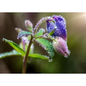 Fototapeta Vliesová fototapeta na zeď Rasch 363319, Magic Walls