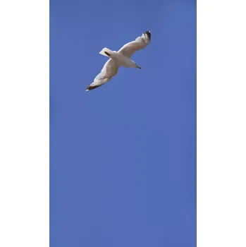 Fototapeta Vliesová fototapeta na zeď Rasch 364736, Magic Walls