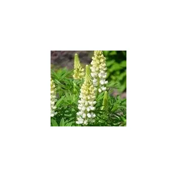 Sazenice Lupinus hybridus Noble Maiden