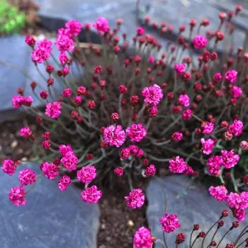 Sazenice levandule-online.cz Trávnička přímořská červenolistá - Armeria maritima "VESUV"