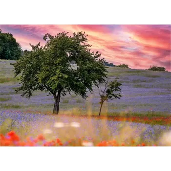 Fototapeta Vliesová fototapeta na zeď Rasch 363425, Magic Walls