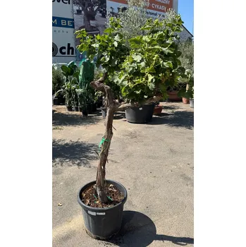Sazenice Réva - Vitis vinifera - Moscatel - MEDIANA_45L