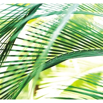 Fototapeta Vliesová fototapeta na zeď Rasch 890501, Magic Walls