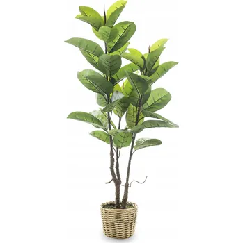 Obraz Dekorativní rostlina banánovník ve vrbovém květináči