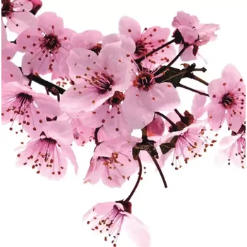 Fototapeta Vliesová fototapeta na zeď Rasch 890600, Magic Walls