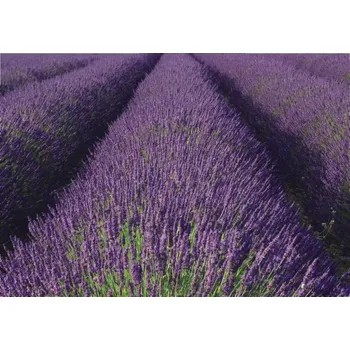 Fototapeta Vliesová fototapeta na zeď Rasch 890204, Magic Walls