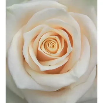 Fototapeta Vliesová fototapeta na zeď Rasch 839654, Magic Walls