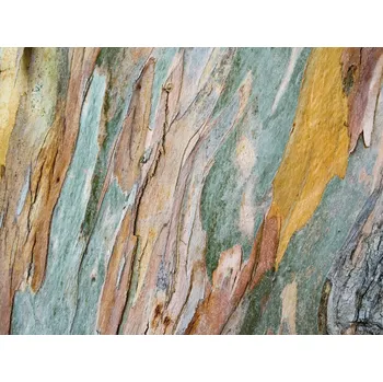 Fototapeta Vliesová fototapeta na zeď Rasch, 101096, Young Artists