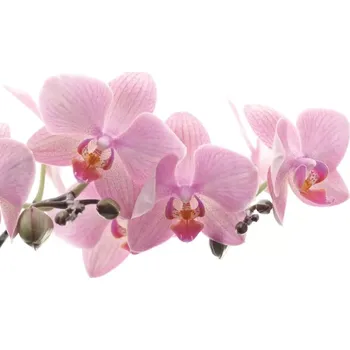 Fototapeta Vliesová fototapeta na zeď Rasch 838350, Magic Walls