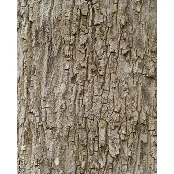 Fototapeta Vliesová fototapeta na zeď Rasch 363777, Magic Walls