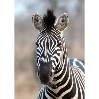 Fototapeta Vliesová fototapeta na zeď Rasch zebra 363623, African Queen III Černobílá