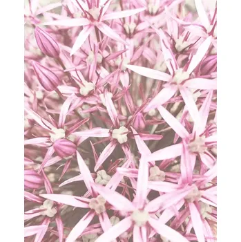 Fototapeta Vliesová fototapeta na zeď Rasch 364132, Magic Walls